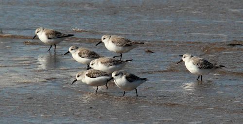 Seagulls on lake shore