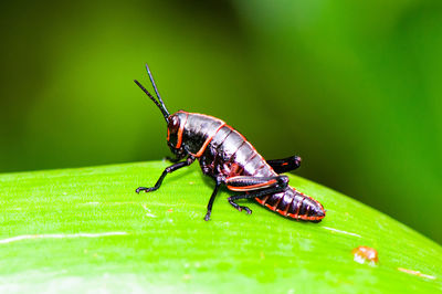 Close-up of insect on leaf