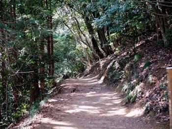 Dirt road amidst trees