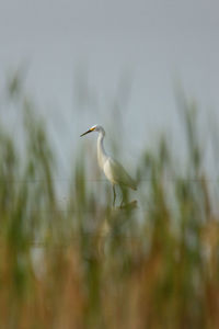 High angle view of gray heron perching on plant