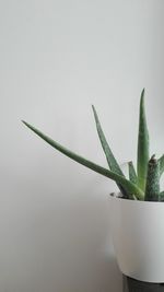 Close-up of plant on table