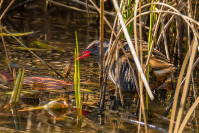 View of birds in lake
