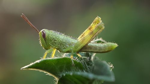 Close-up of insect on leaf