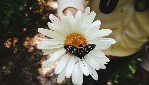 High angle view of insect on white flower