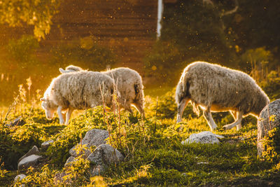 Sheep grazing on field