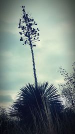 Low angle view of palm tree against sky