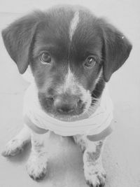 Portrait of cute puppy