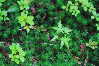 Plants growing on field