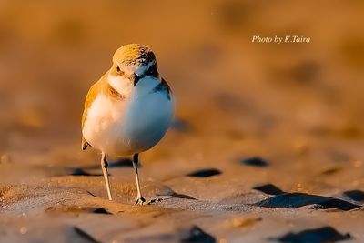 Close-up of seagull perching on sand