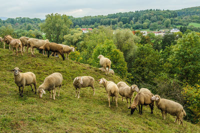 Sheep grazing on field