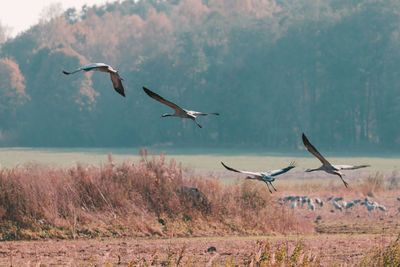 Birds flying over the lake