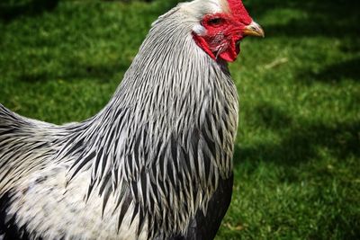 Close-up of a rooster on field