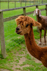 Who cut your hair. alpaca checking me out