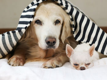 Portrait of dog lying down on bed