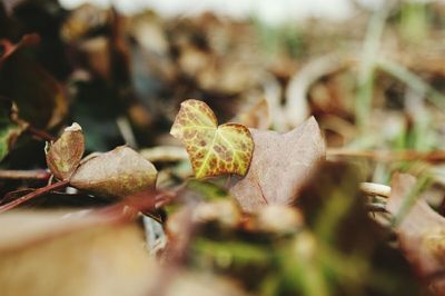 Close-up of plant