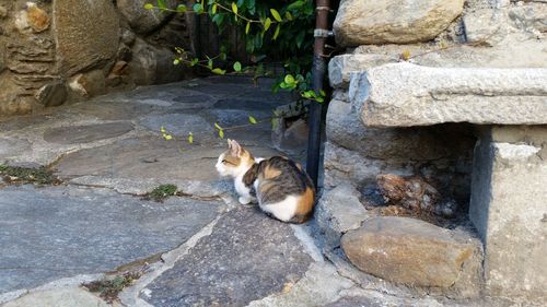 Portrait of cat sitting on rock