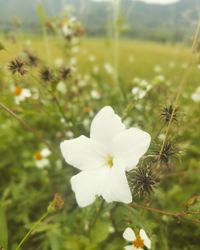 Close-up of white flowering plant on field