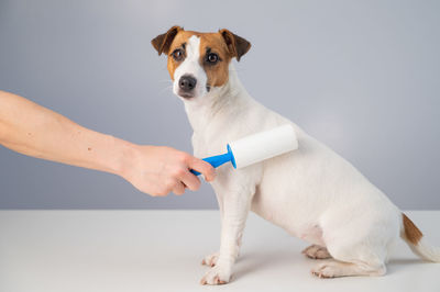 Dog looking away against white background