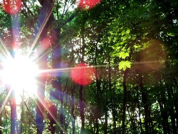 Low angle view of sun shining through trees