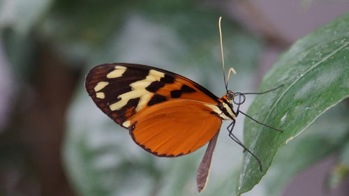 Close-up of butterfly perching on leaf