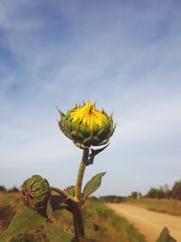 Close-up of yellow flower on plant against sky