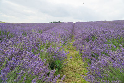 Purple flowering plants on field against sky