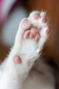 Close-up of cat sleeping