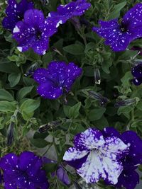 Close-up of purple flowering plants