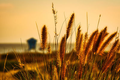 Close-up of stalks in field against clear sky