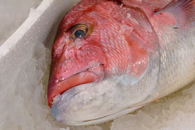 Close-up of fish in market
