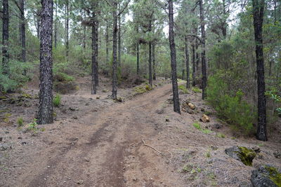 Trees growing in forest