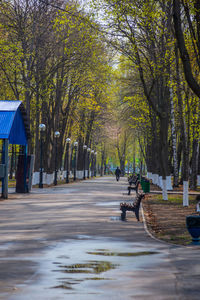 Empty road along trees and plants in city