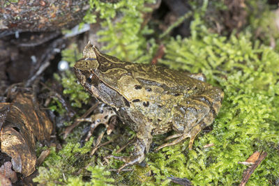 High angle view of lizard on land