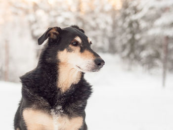 Close-up of dog during winter