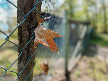 leaf