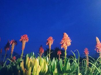 Close-up of flowers against clear blue sky