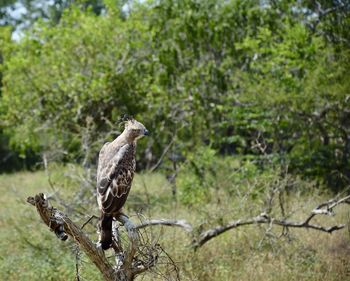 Bird perching on tree