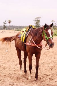 Horses standing in ranch