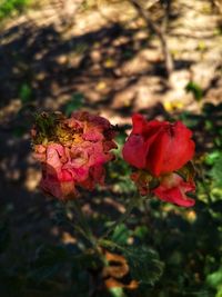 Close-up of red rose plant