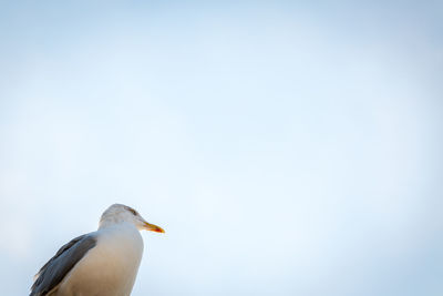 Close-up of seagull perching on clear sky