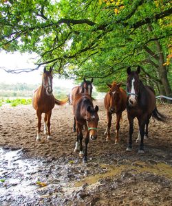 Horse standing on field