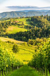 Scenic view of vineyard against sky