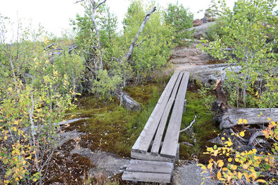 Plants growing on rocks