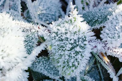 Close-up of snow on plant during winter