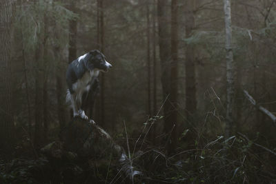 Dog standing in forest