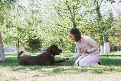 Woman is playing with puppy of chocolate labrador retriever in park. dog is giving a paw its owner.