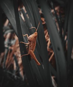 Close-up of insect on leaf