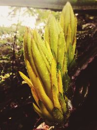 Close-up of cactus