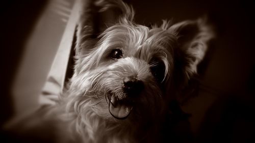 Close-up portrait of dog