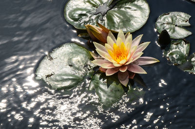 High angle view of flower floating on water